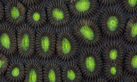 اخبار,اخبار گوناگون,مسابقه عکاسی نشنال ژئوگرافیک