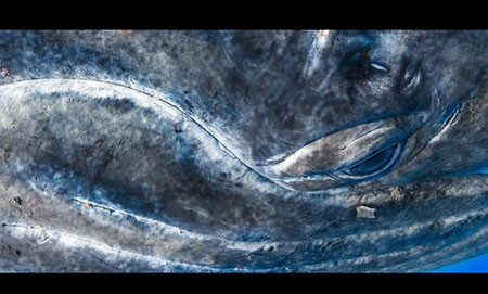 اخبار,اخبار گوناگون,مسابقه عکاسی نشنال ژئوگرافیک