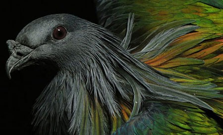 اخبار,اخبار گوناگون,مسابقه عکاسی نشنال ژئوگرافیک