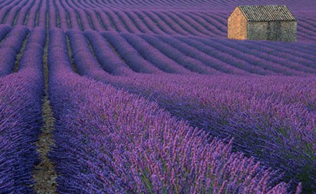 اخبار,اخبار گوناگون,مسابقه عکاسی نشنال ژئوگرافیک