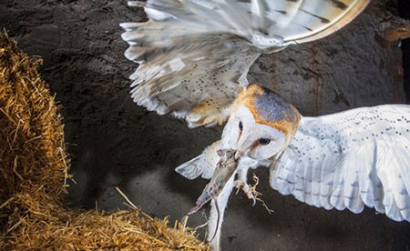 اخبار,اخبار گوناگون,مسابقه عکاسی نشنال ژئوگرافیک