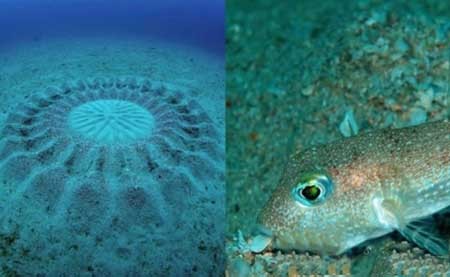 ماهی نقاش در اعماق دریا کشف شد