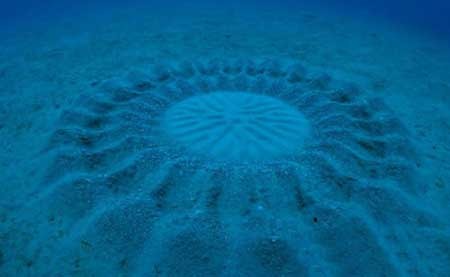 ماهی نقاش در اعماق دریا کشف شد