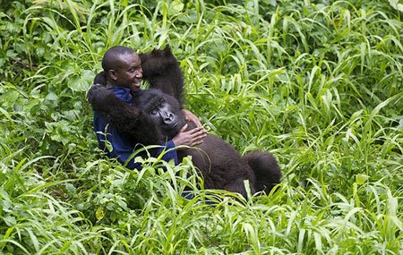 اخبار , اخبار گوناگون , قدردانی گوریل‌ها
