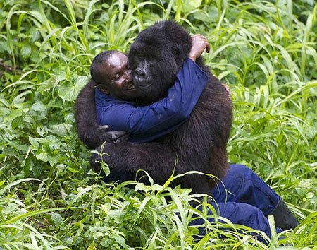 اخبار , اخبار گوناگون , قدردانی گوریل‌ها