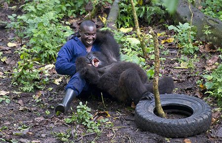 اخبار , اخبار گوناگون , قدردانی گوریل‌ها