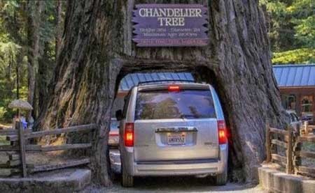 اخبار , اخبار گوناگون , تونل درختی 