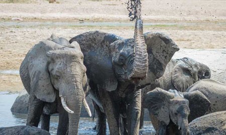 اخبار,اخبار گوناگون,شکار فیل