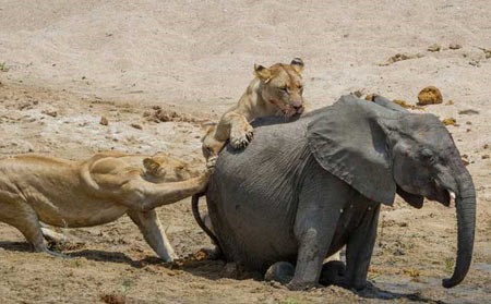 اخبار,اخبار گوناگون,شکار فیل