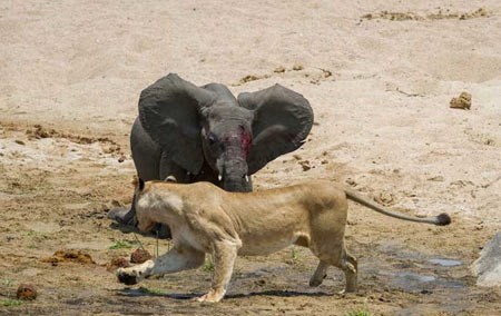 اخبار,اخبار گوناگون,شکار فیل