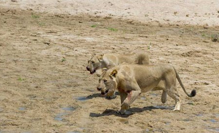 اخبار,اخبار گوناگون,شکار فیل