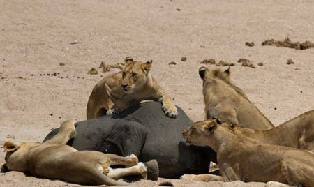 اخبار,اخبار گوناگون,شکار فیل