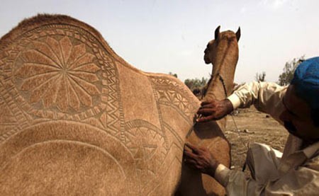 نقاشی بر روی شتر,اخبار,اخبار گوناگون