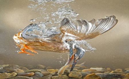 اخبار,اخبار گوناگون,مرغ ماهیخوار