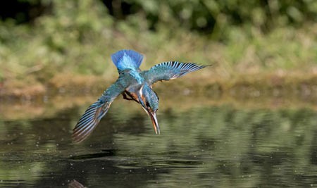 اخبار,اخبار گوناگون,مرغ ماهیخوار