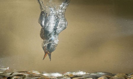 اخبار,اخبار گوناگون,مرغ ماهیخوار