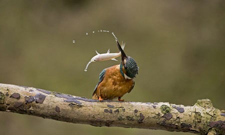اخبار,اخبار گوناگون,مرغ ماهیخوار