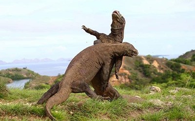 اخبار,اخبار گوناگون,اندری گادکو