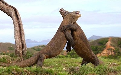 اخبار,اخبار گوناگون,اندری گادکو