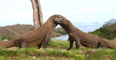 اخبار,اخبار گوناگون,اندری گادکو