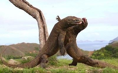 اخبار,اخبار گوناگون,اندری گادکو