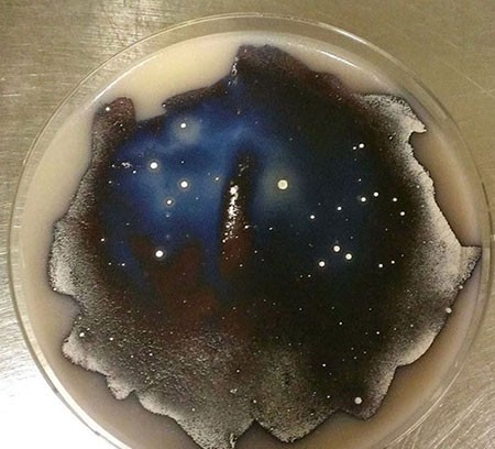 اخبار,اخبار گوناگون, میکروبیولوژیست