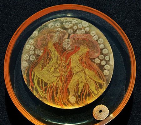 اخبار,اخبار گوناگون, میکروبیولوژیست