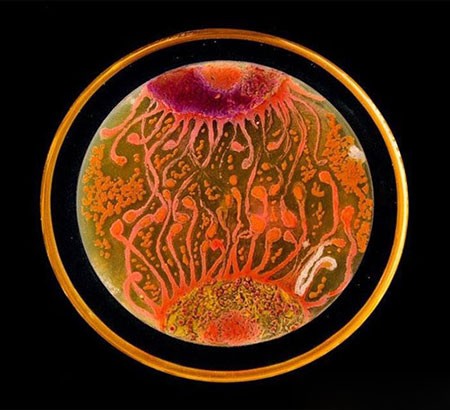 اخبار,اخبار گوناگون, میکروبیولوژیست