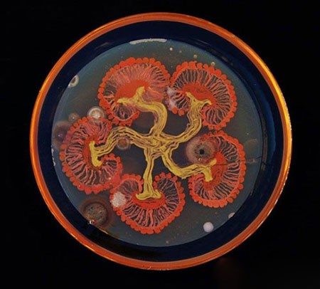 اخبار,اخبار گوناگون, میکروبیولوژیست