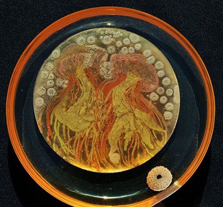 اخبار,اخبار گوناگون, میکروبیولوژیست