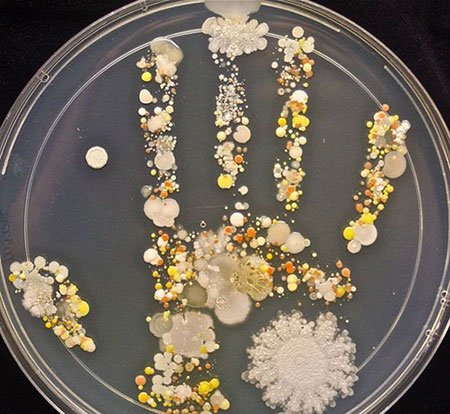 اخبار,اخبار گوناگون, میکروبیولوژیست