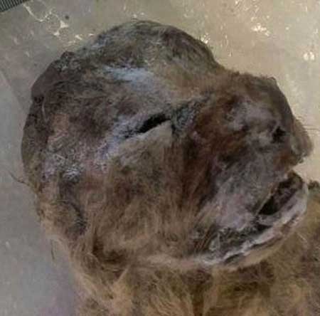 اخبار,اخبار گوناگون,شیر نادر