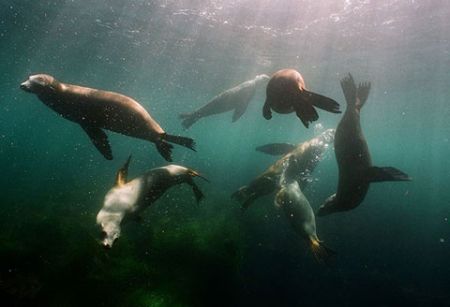 اخبار,اخبار گوناگون ,شیرهای دریایی