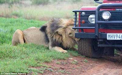 اخبار,اخبارگوناگون  , تصاویر  جالب 