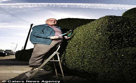 اخبار,اخبار گوناگون,آراستن خلاقانه بوته ها