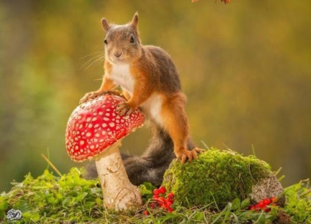 اخبار,اخبار گوناگون,تصاویر حیوانات