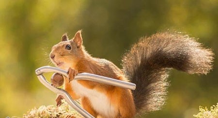 اخبار,اخبار گوناگون,تصاویر حیوانات