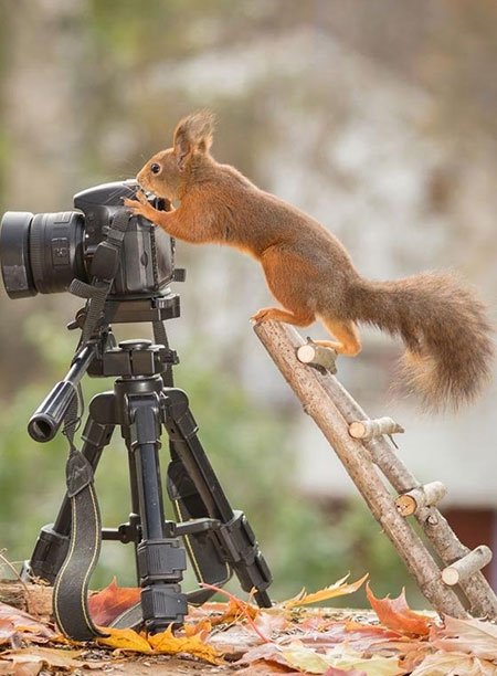 اخبار,اخبار گوناگون,تصاویر حیوانات