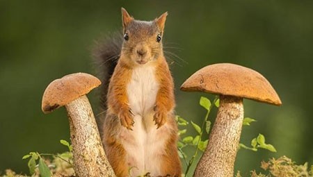 اخبار,اخبار گوناگون,تصاویر حیوانات