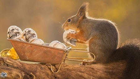 اخبار,اخبار گوناگون,تصاویر حیوانات