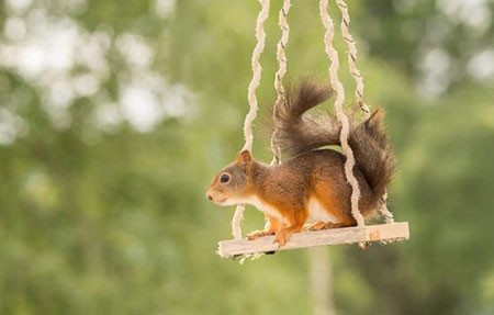 اخبار,اخبار گوناگون,تصاویر حیوانات