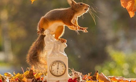 اخبار,اخبار گوناگون,تصاویر حیوانات