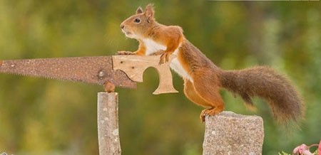 اخبار,اخبار گوناگون,تصاویر حیوانات