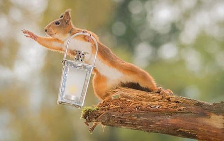 اخبار,اخبار گوناگون,تصاویر حیوانات