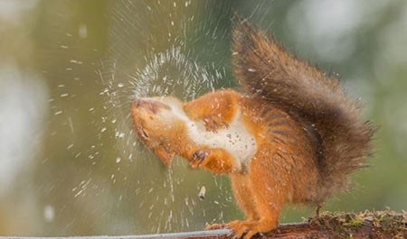 اخبار,اخبار گوناگون,تصاویر حیوانات