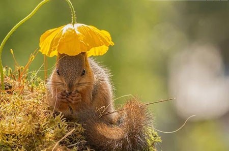 اخبار,اخبار گوناگون,تصاویر حیوانات