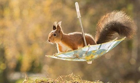 اخبار,اخبار گوناگون,تصاویر حیوانات