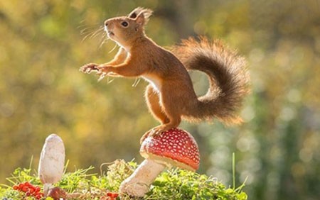 اخبار,اخبار گوناگون,تصاویر حیوانات