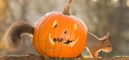 اخبار,اخبار گوناگون,تصاویر حیوانات