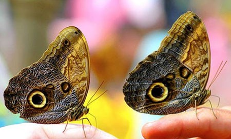 اخبار,اخبار گوناگون,تصاویری جالب از حیوانات دوقلو